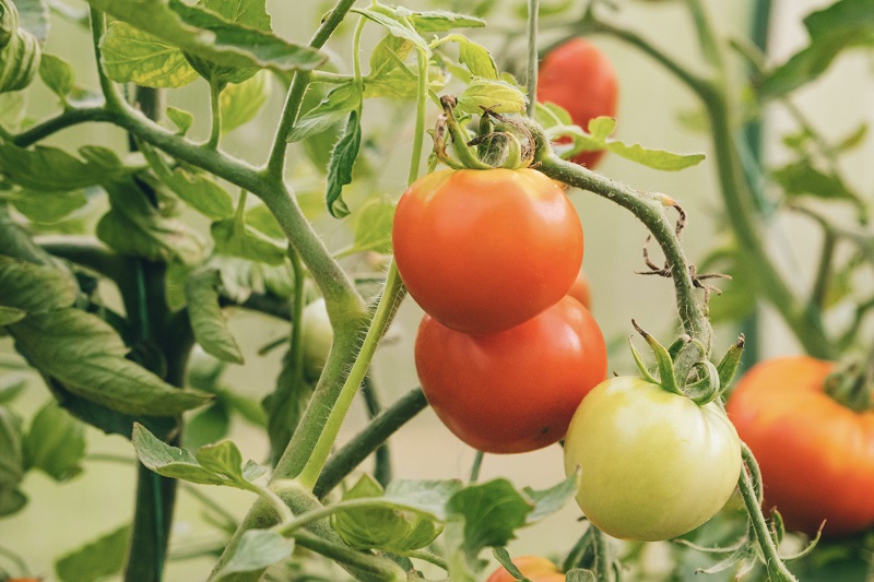 Why sprinkle ash over the tomatoes in your garden. A brilliant trick for healthy and productive plants
