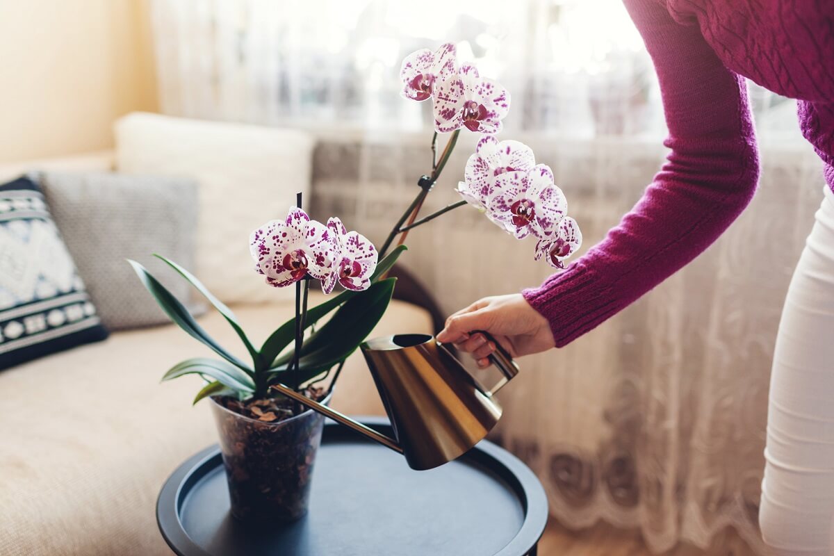 The powerful mixture you need to water orchids with twice a month if you want them to bloom all year round