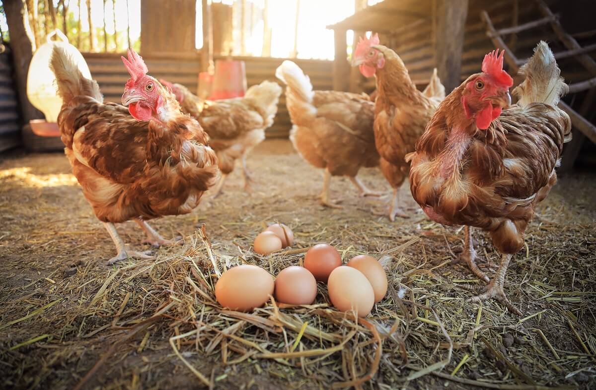 Use this trick to prevent the hens from eating their eggs