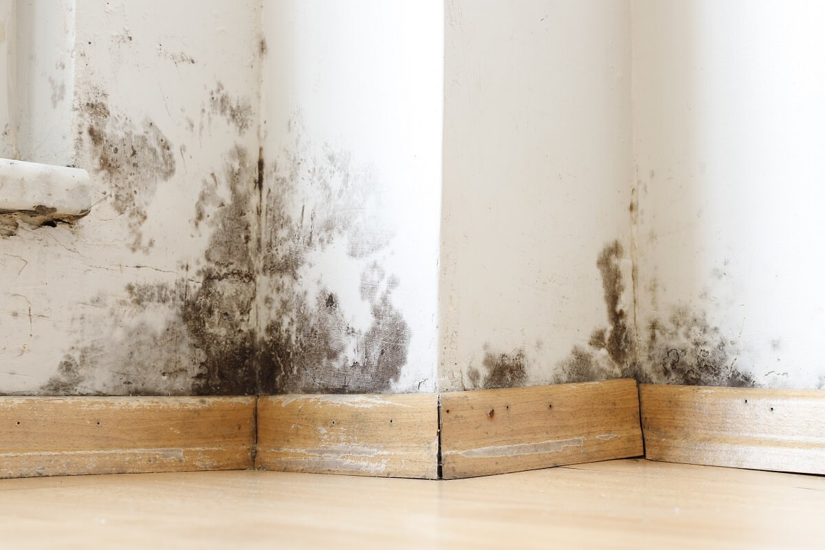 How to remove mold from walls and keep it away for a long time - 4 effective solutions that you don’t even have to spend extra money on